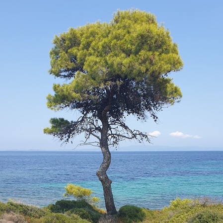 Baum am Meer in Griechenland